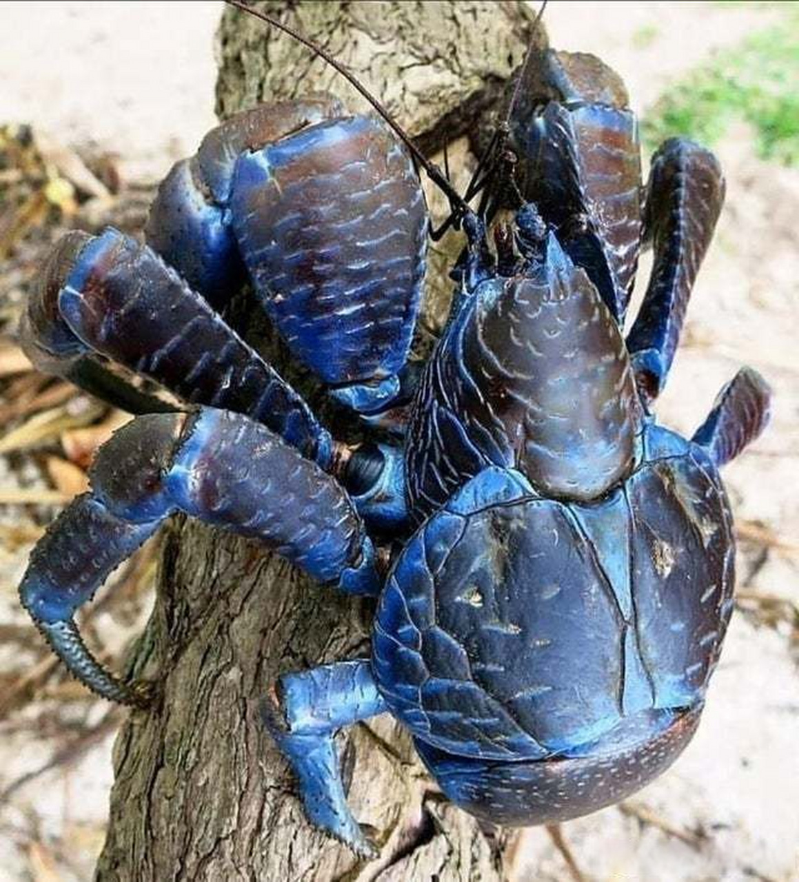 椰子蟹是一种大型寄居蟹,能长到1米长,不仅是最大的陆生蟹类,也是最大