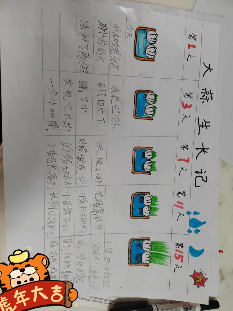 大蒜生长记植物记录 大蒜成长记