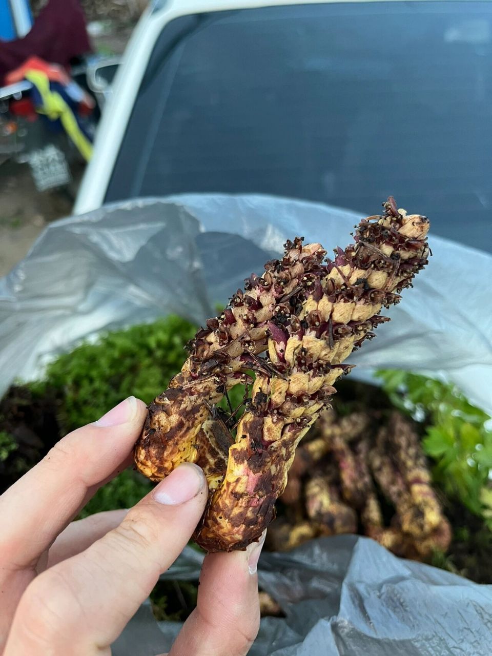 不老草,草苁蓉 长白山野生的不老草,主要寄生在高海拔石壁了陡峭的