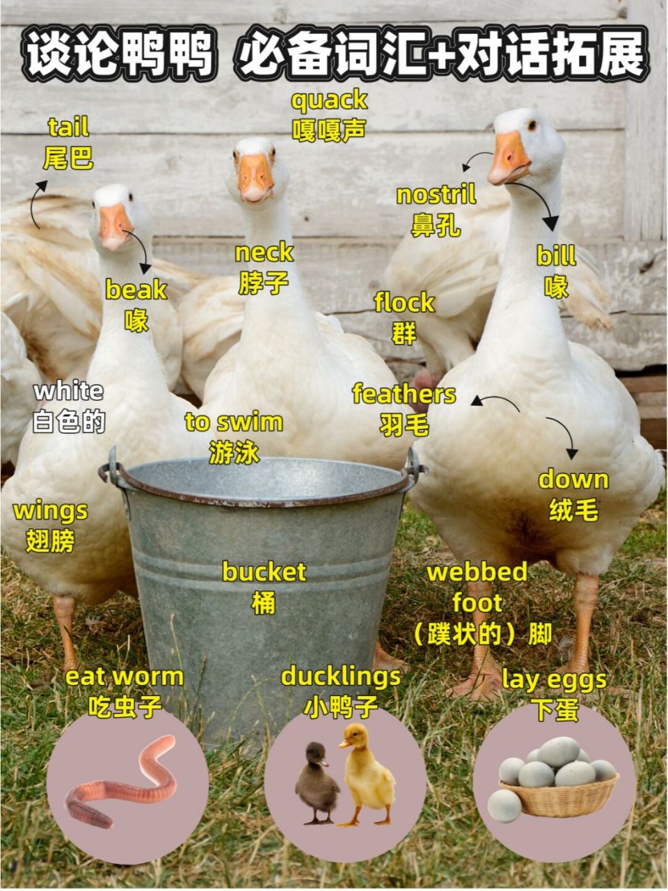 亲子英语启蒙对话如何跟宝宝谈论小鸭子?