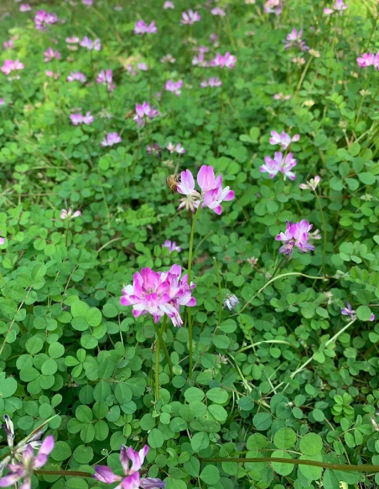 清炒一盘江西苕～～～紫云英 江西苕学名紫云英,春天才有的蔬菜,是从
