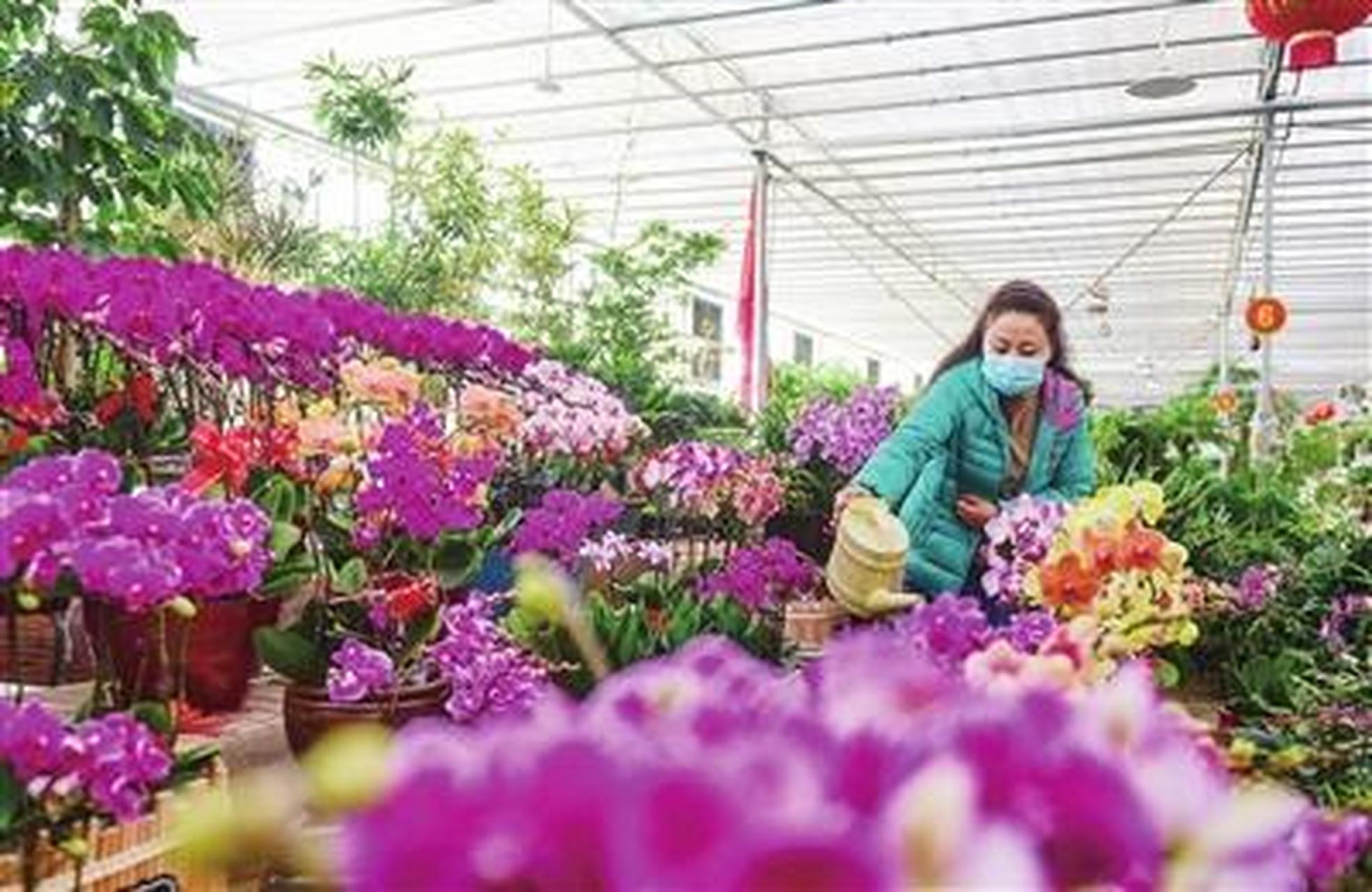 太原杨家峪花卉市场图片