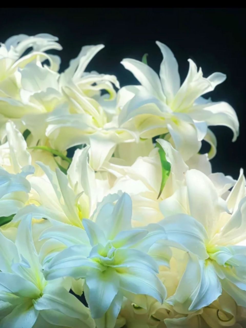 百合花图片 大家好,今天我想和大家分享一些清新雅致的百合花图片