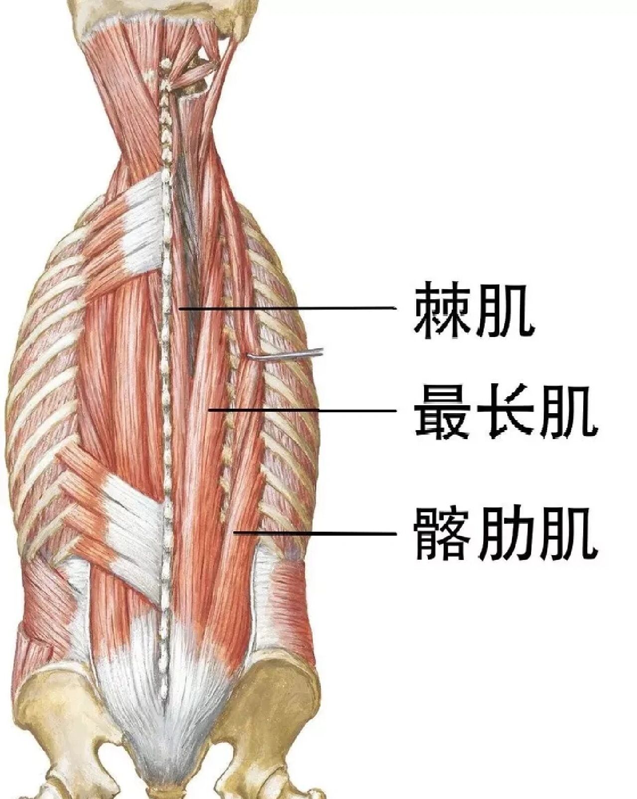 你知道竖脊肌是哪些肌肉的合称吗?