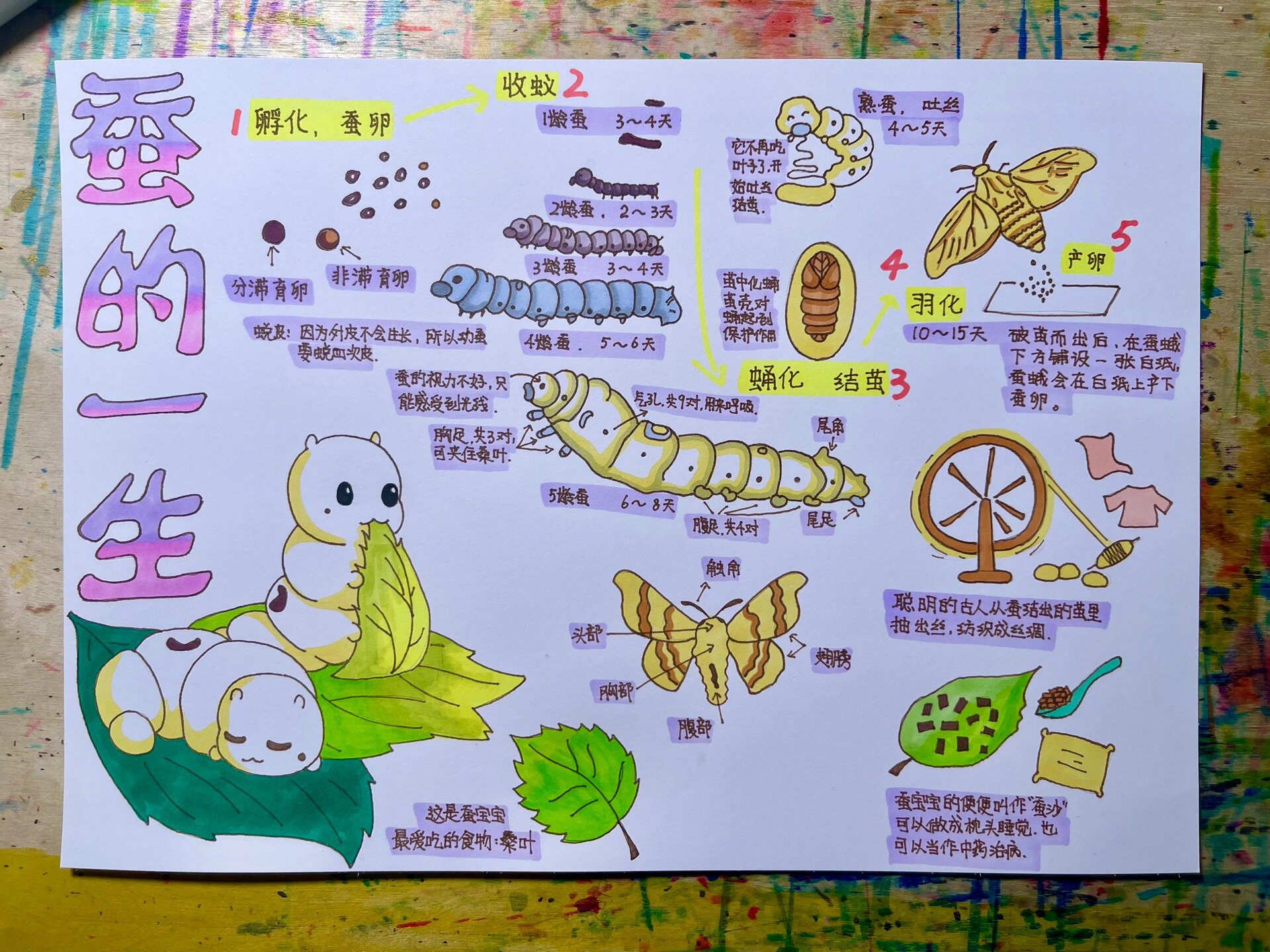 蚕的一生 观察笔记