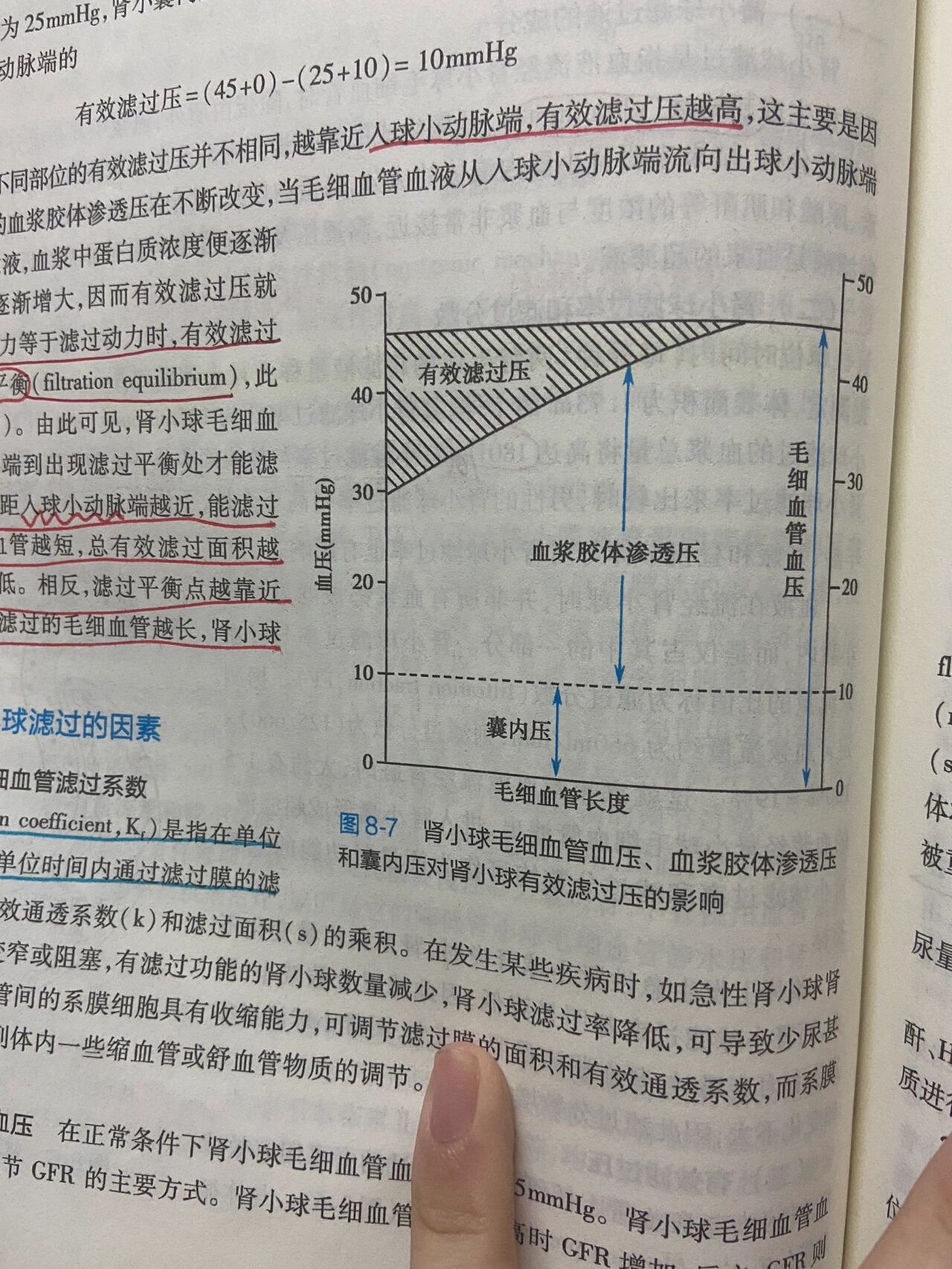 肾小球有效滤过压图片