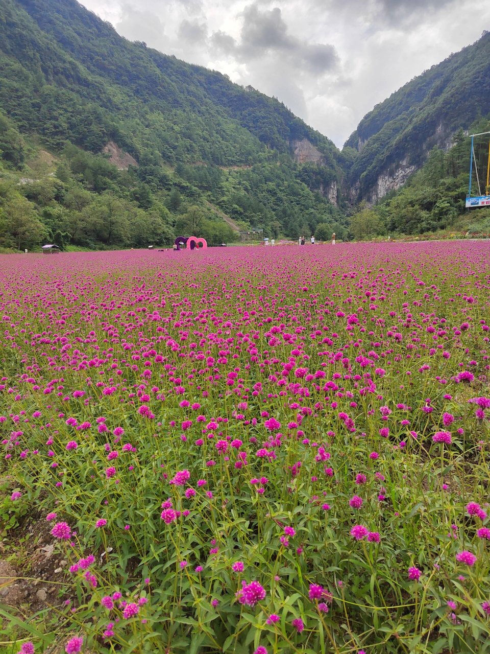 来曾家山一定要去花千谷! 99花千谷收费标准:20元/人 这个谷超级大!