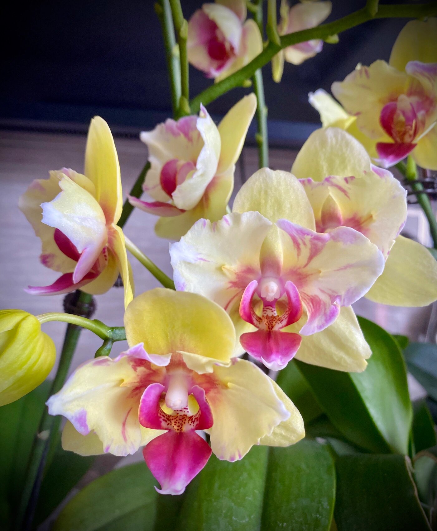 蝴蝶兰—朝日变异 朝日的三款变异是我一直非常喜欢的 去年买了两款