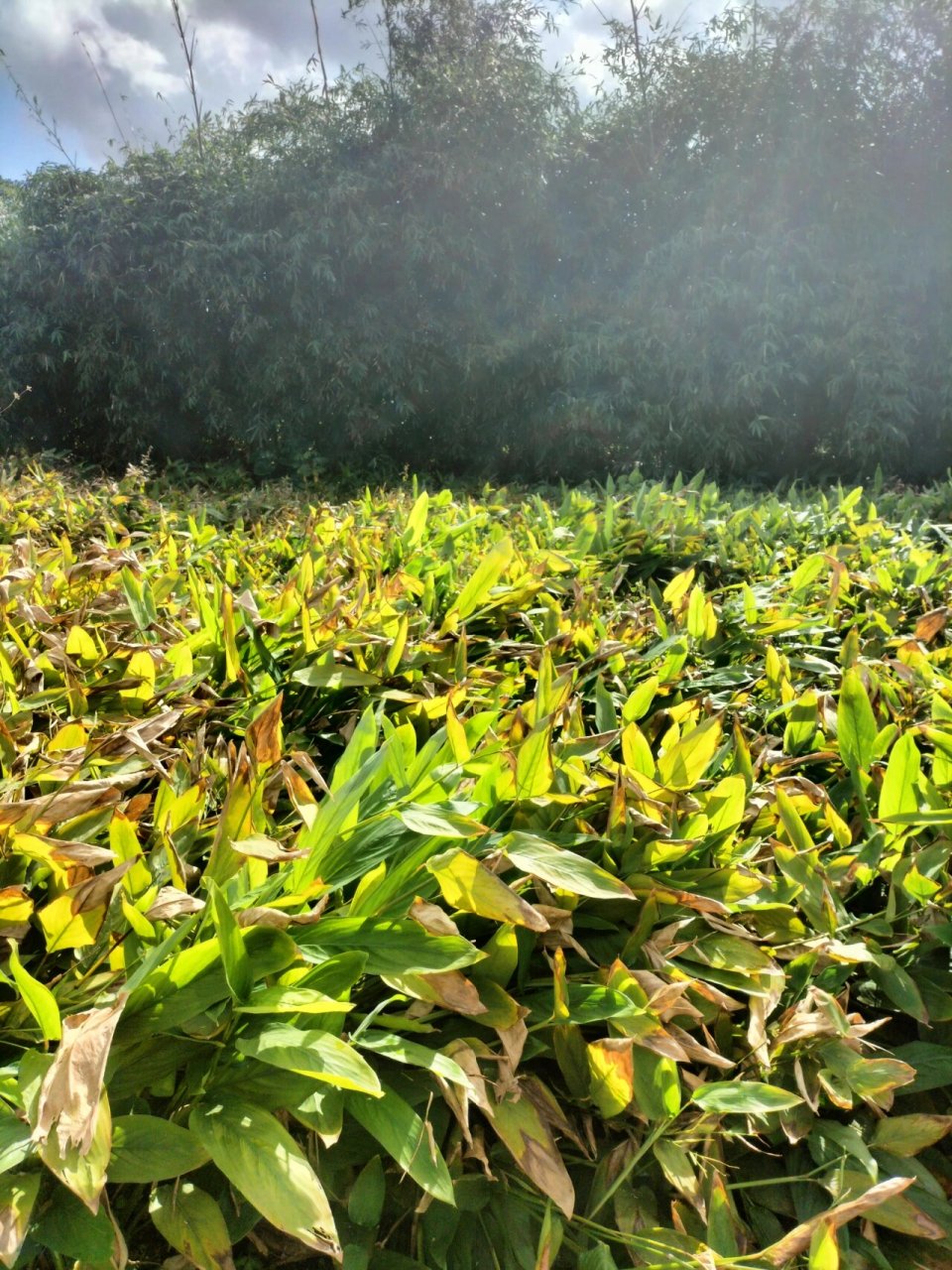 竹芋薯种植图片