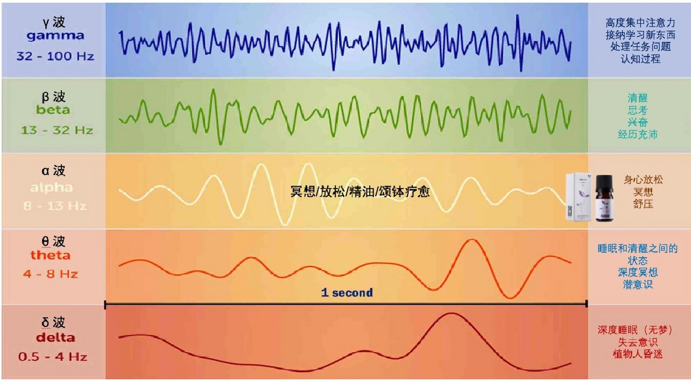大脑脑电波的五种波 在不同的状态下,大脑会处于不同的脑电波,brain