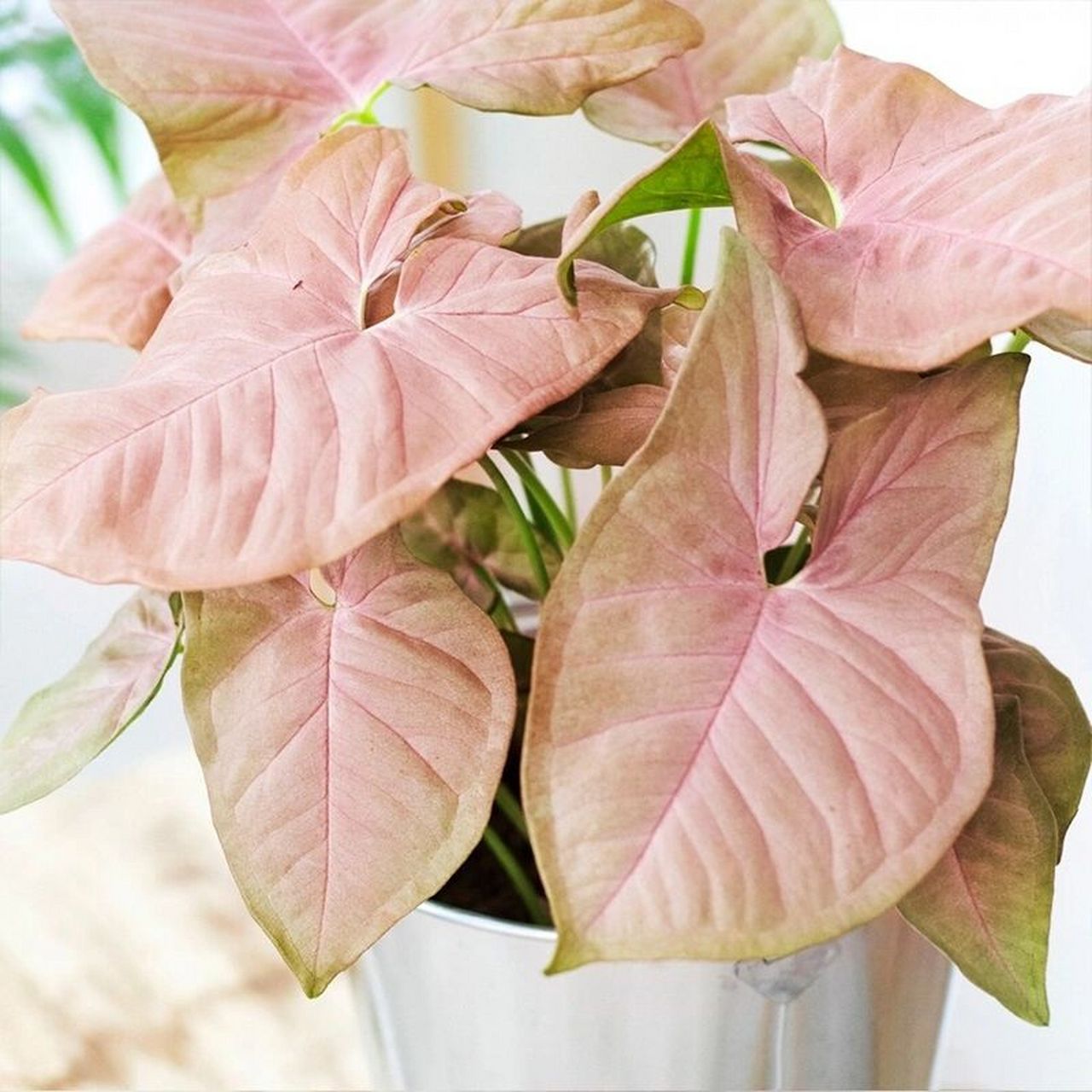 合果芋株态优美,叶形多变,色彩清雅,它与绿萝,蔓绿绒被誉为天南星科的