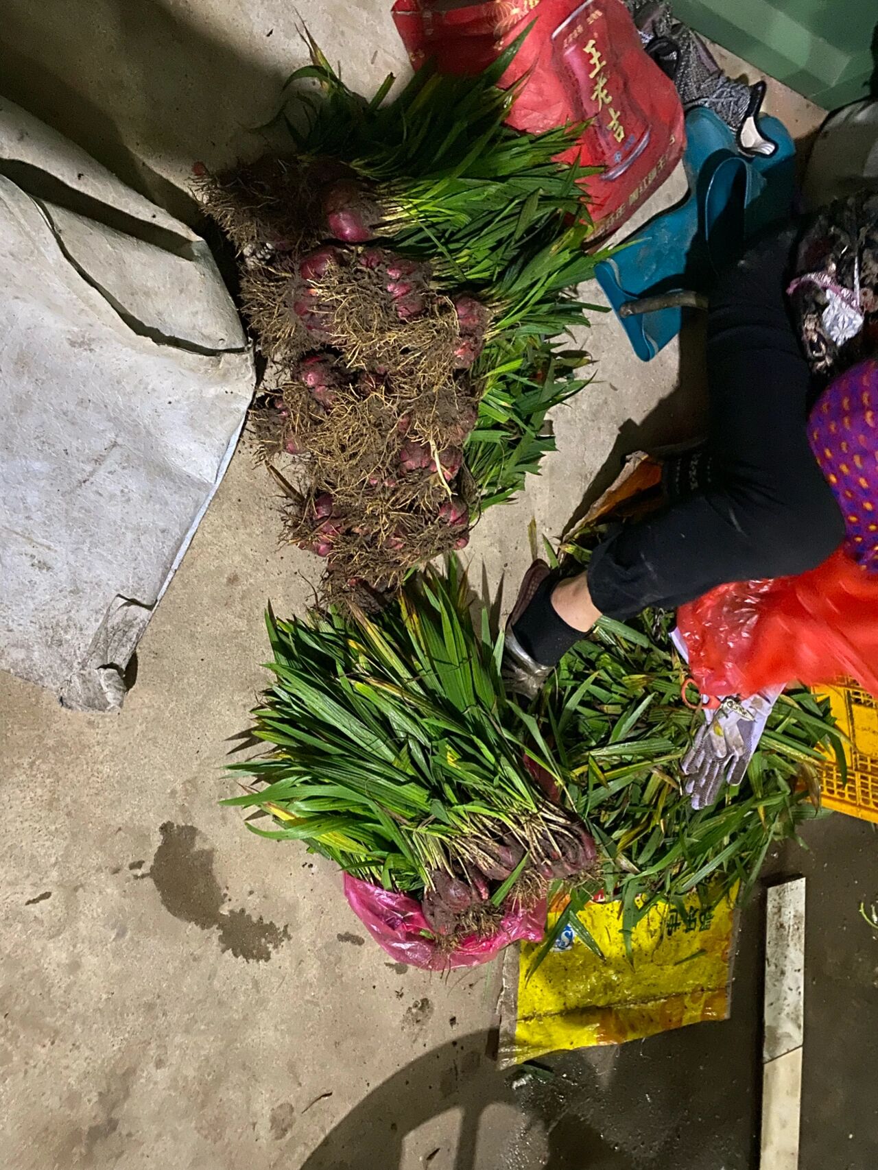 红百合(学名:小红蒜根,别名:红葱头) 纯天然无公害绿色农产品,是一种