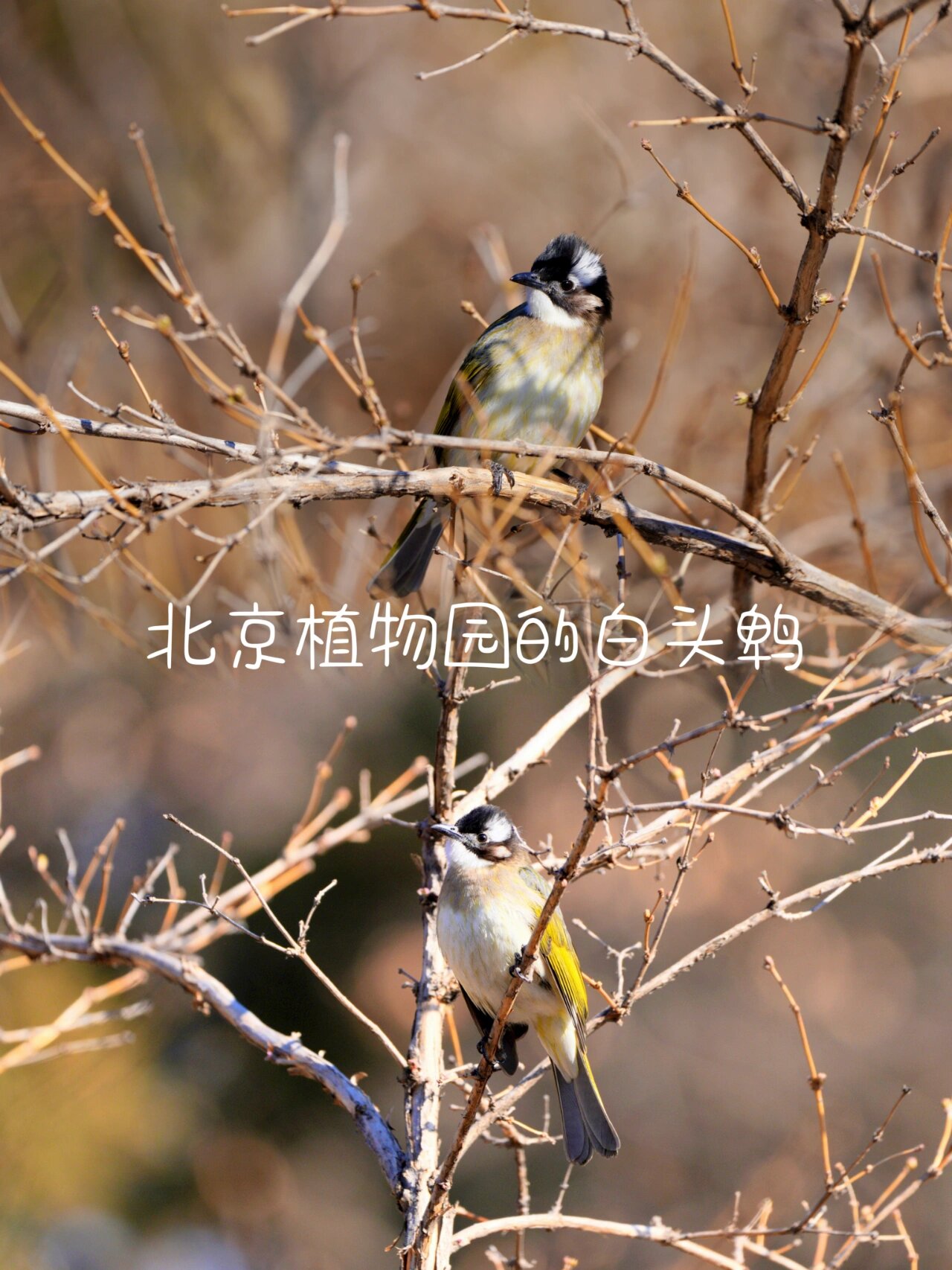 关于白头鹎,乌鸫和啄木鸟这些城市常见鸟