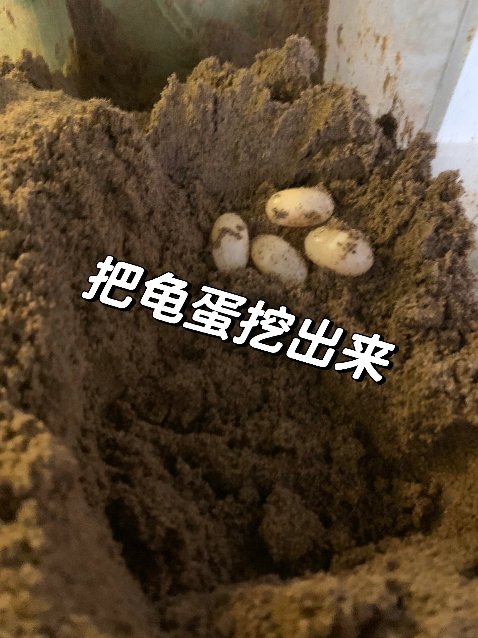 新手龟蛋孵化教程图片