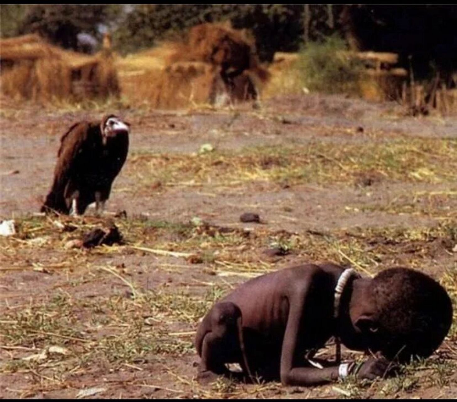 饥饿的苏丹 照片中瘦骨嶙峋的小孩瘫倒在地上,不远处一只秃鹫虎视眈眈