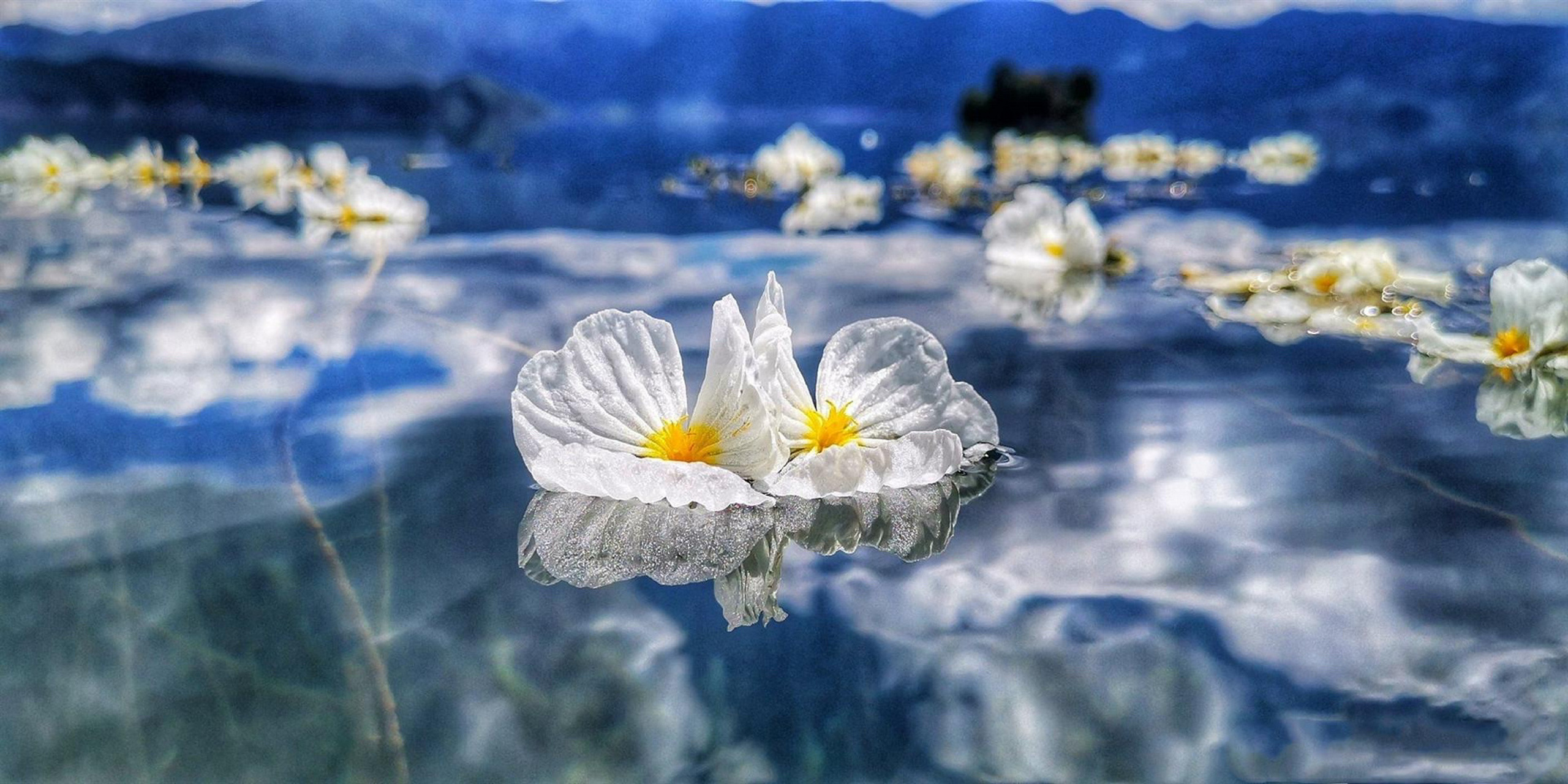 水性杨花波叶海菜花图片