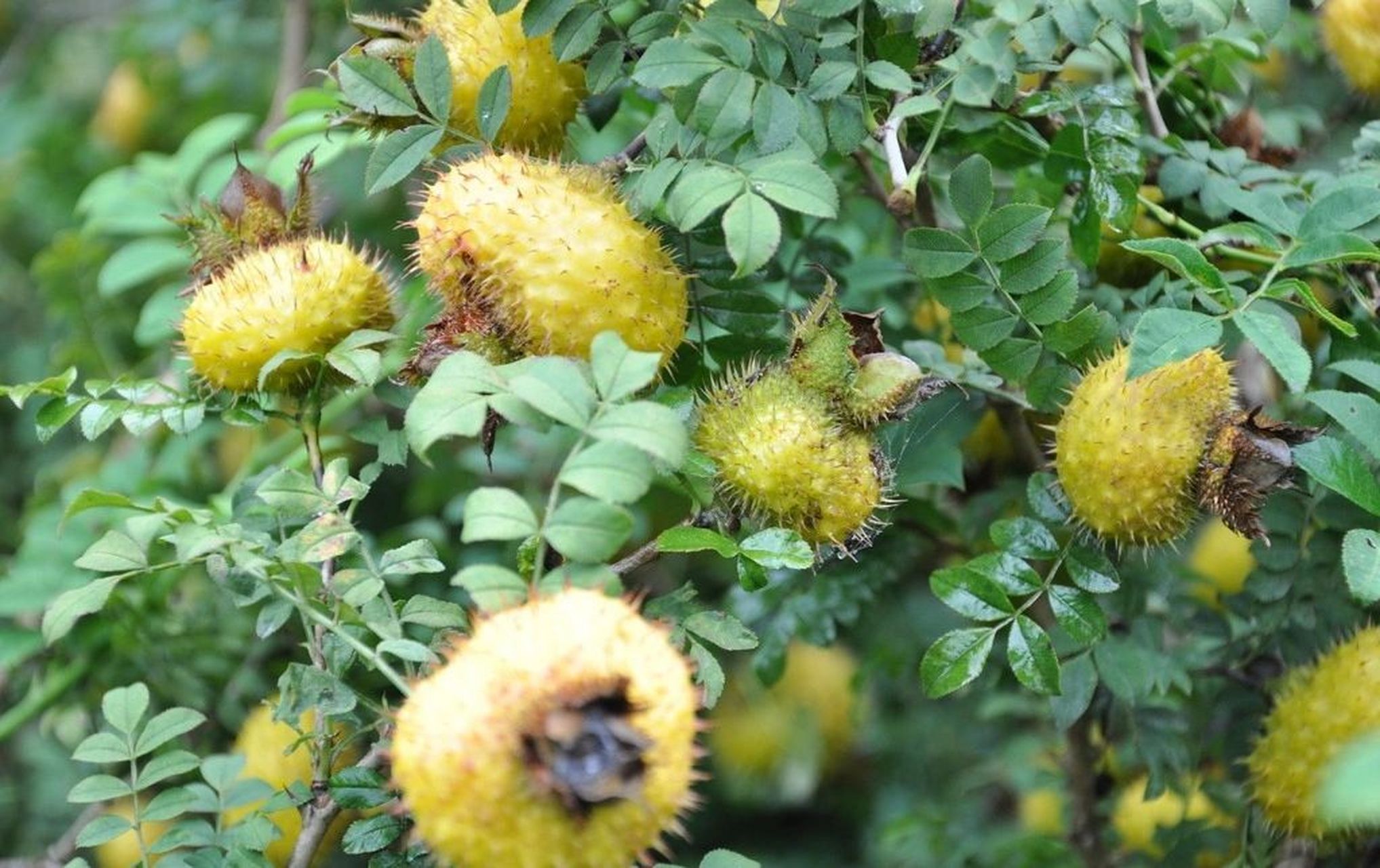 带你认识刺梨 刺梨树,高约1米.