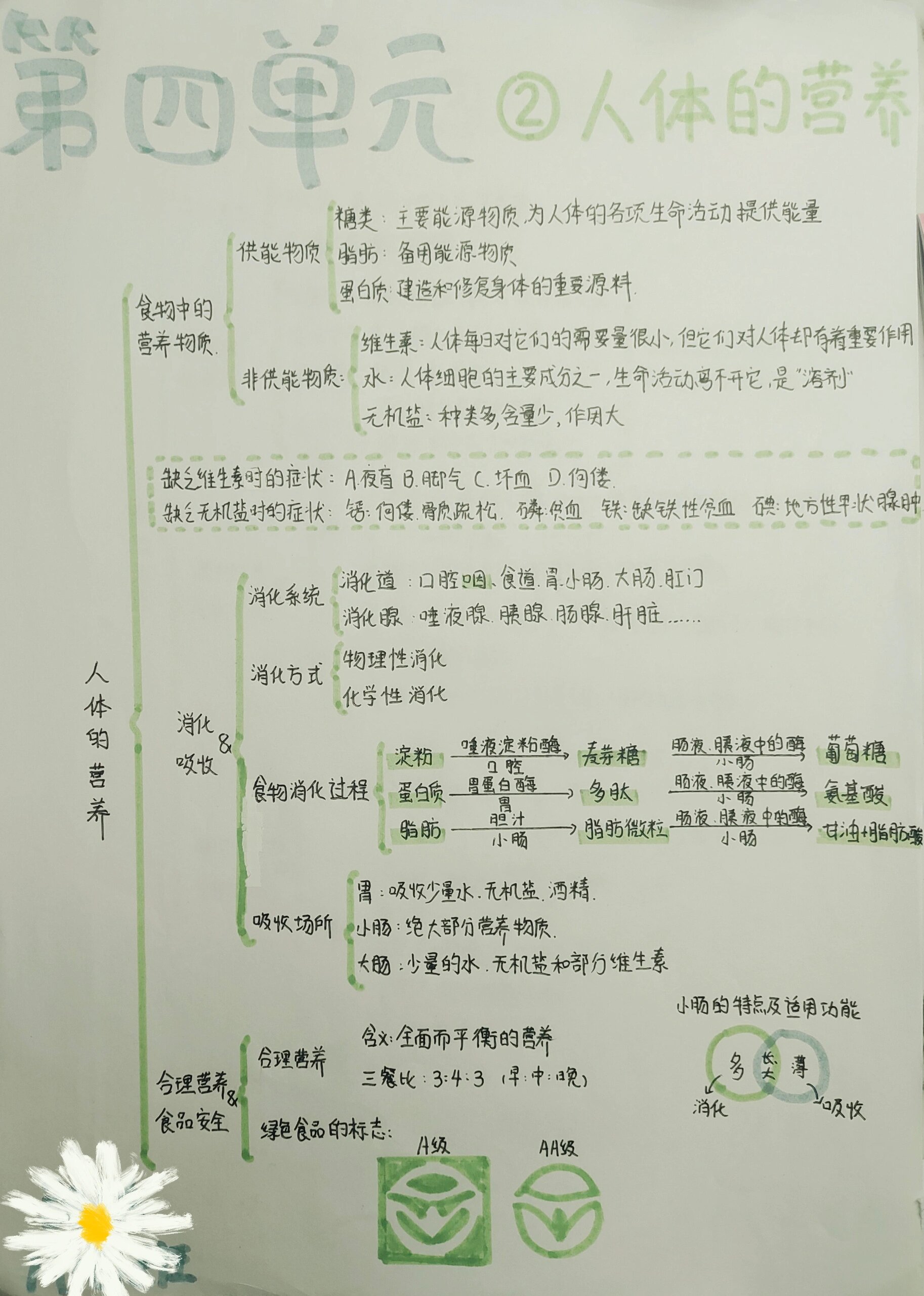 七下生物 思维导图 第二章《人体的营养》