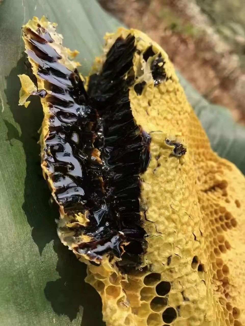 野生崖蜜 野生崖蜜:崖蜜是悬崖蜂酿制的蜜,崖蜂学名大黑蜂,是蜂种里的