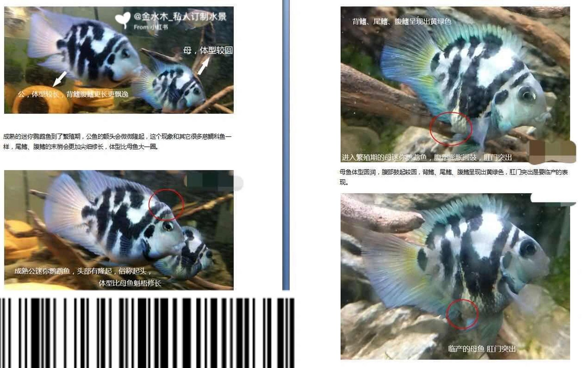 迷你鹦鹉鱼区别公母小技巧7815 有需要的朋友可以看一下哟 比心