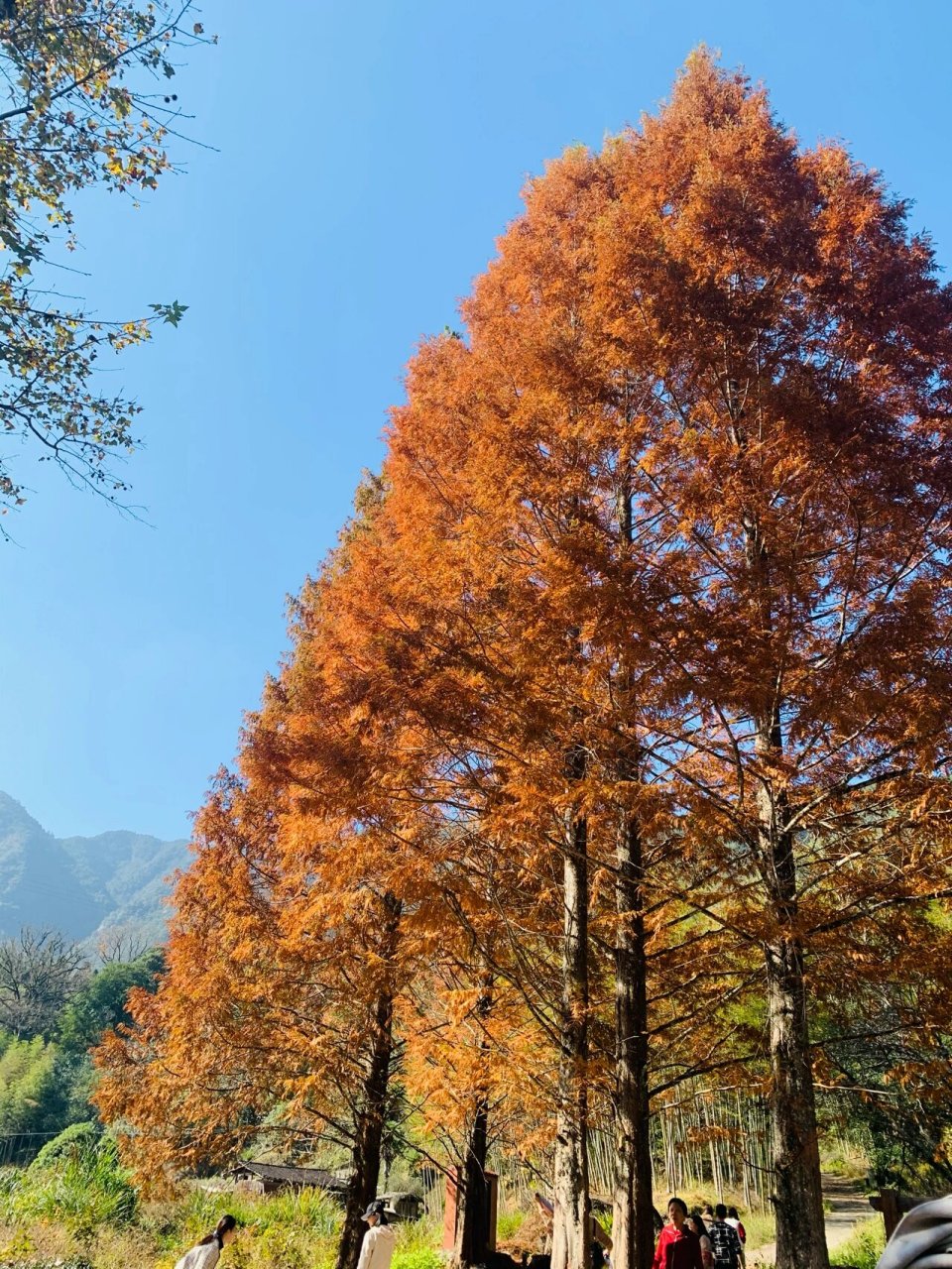 将乐龙栖山攻略秋景图片