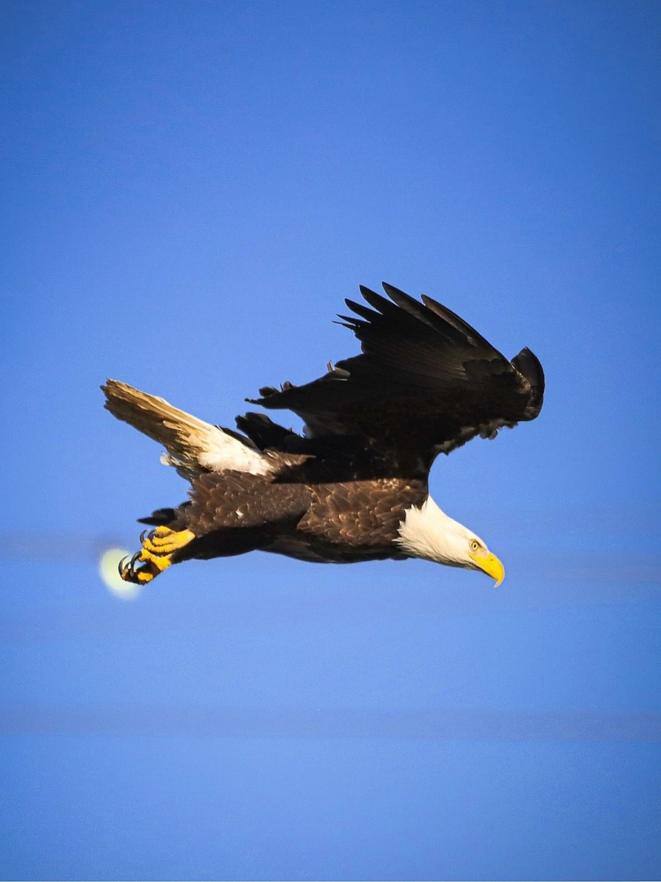 鸟类图鉴|美东的鹰隼 今天和大家分享一些我在美东拍摄的猫头鹰以外的