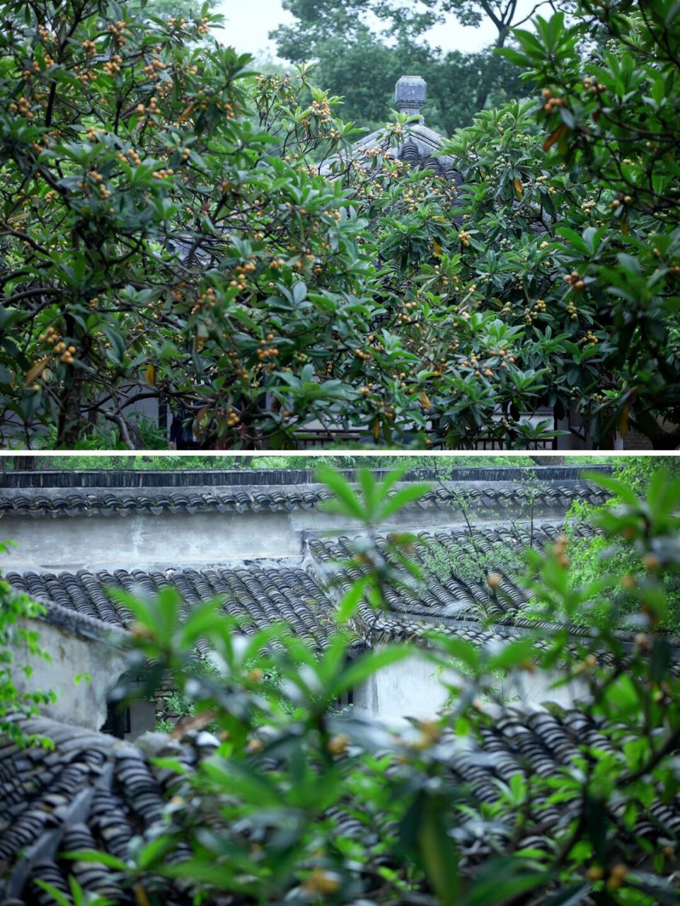 99五月,漫步在拙政园之枇杷园 	 99枇杷独核者佳,株叶皆可爱,一名