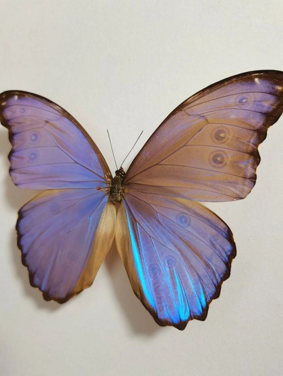 晶闪蝶 morpho godarti assarpai 美丽淡雅的蓝紫色闪蝶,最常见的欢乐