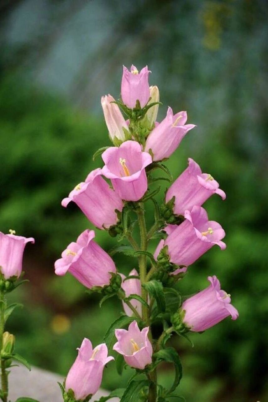 每日植物—风铃草 风铃草 花色:多色 高度:40-60cm 花期:4-6月 光照