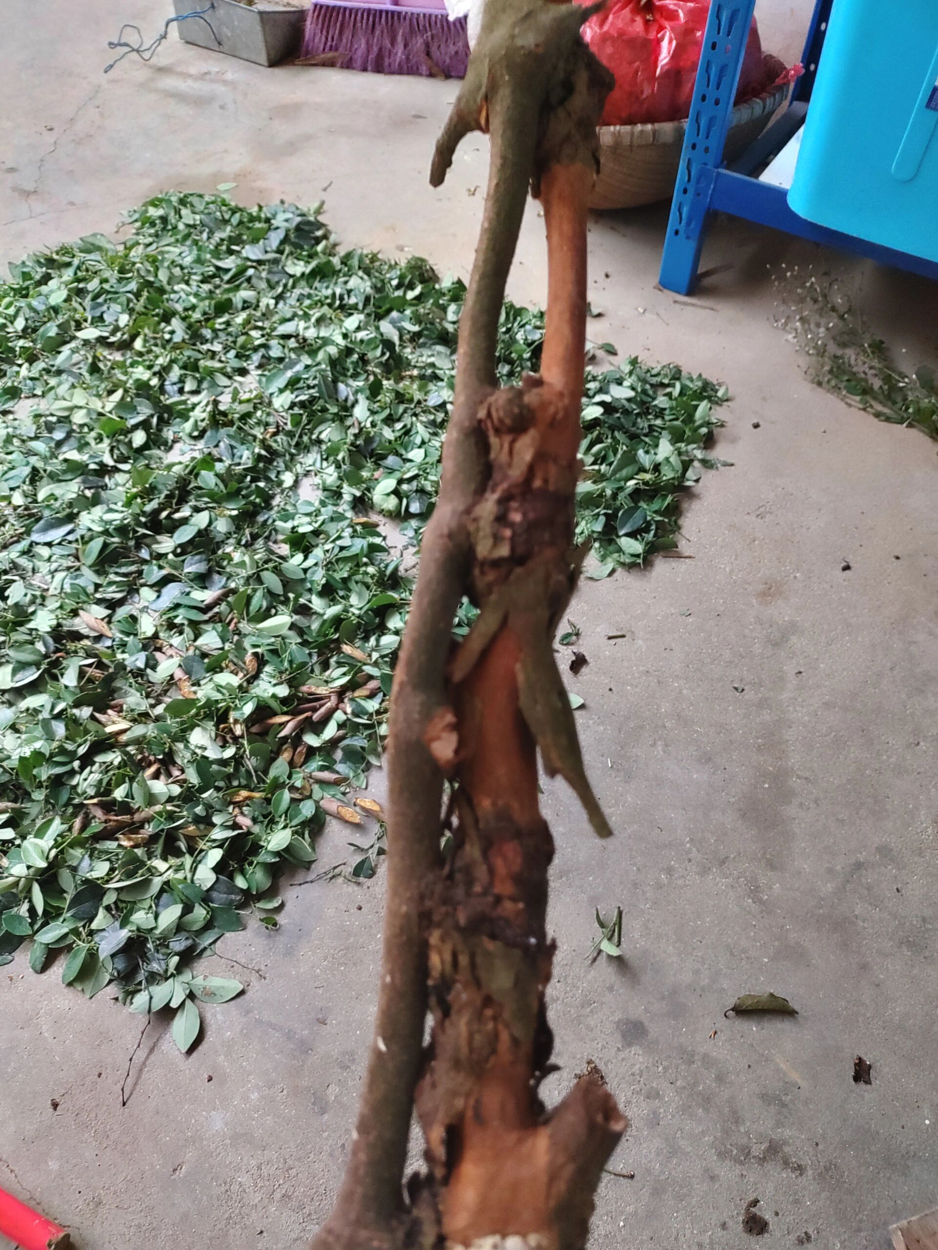 黄牛木寄生(30)本土原生中草药