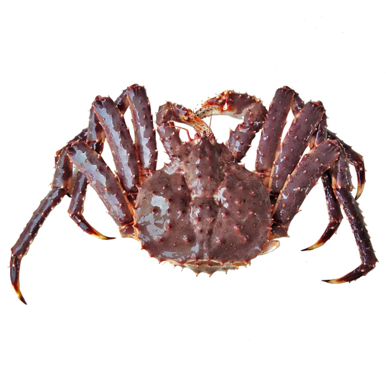 绘画素材|帝王蟹组图