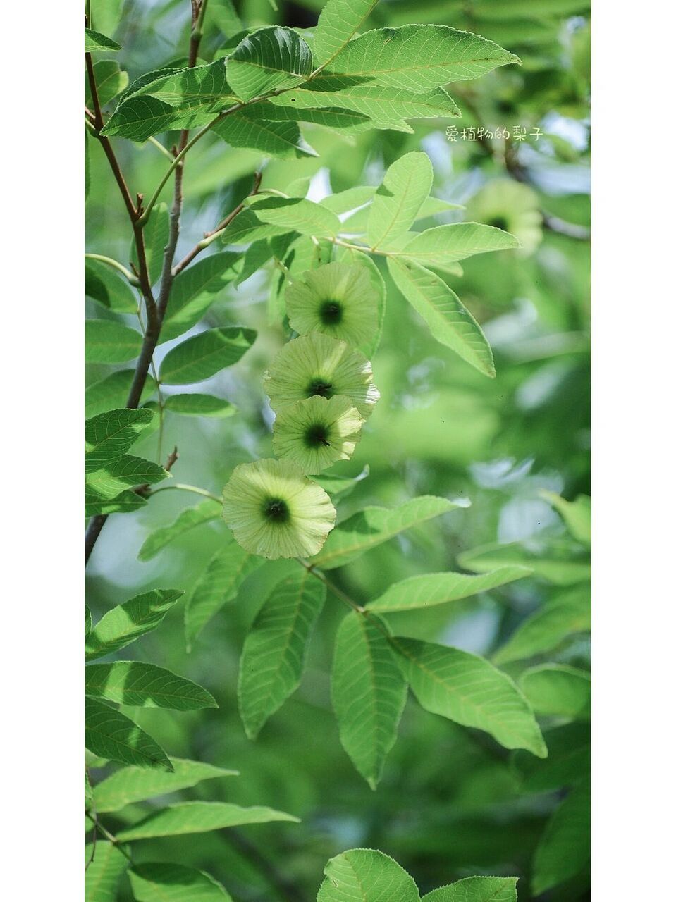 摇钱树 青钱柳   钱串子是果实,不是花