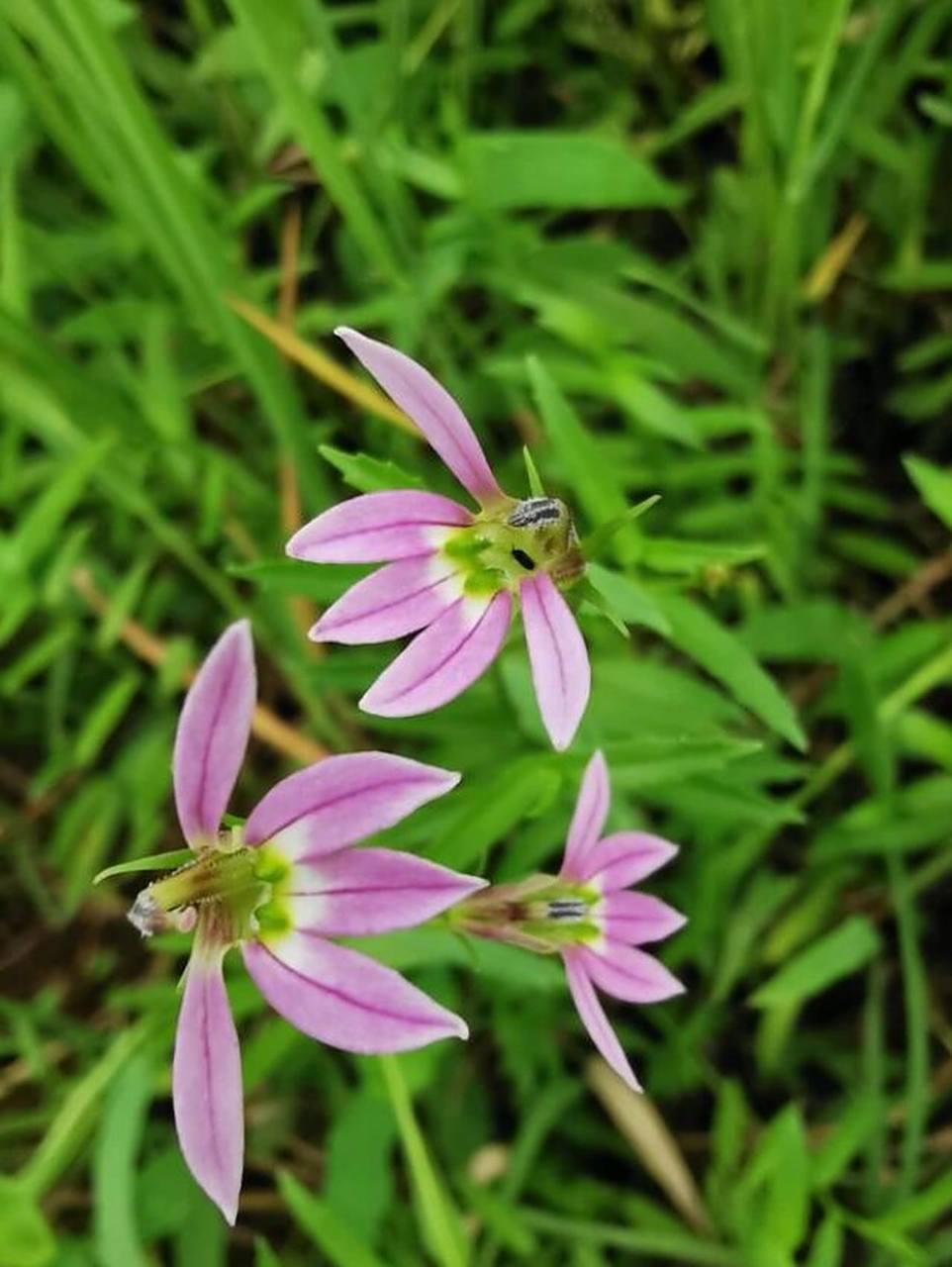 每日认识一味中药——半边莲 【药用部位】桔梗科植物半边莲的干燥全
