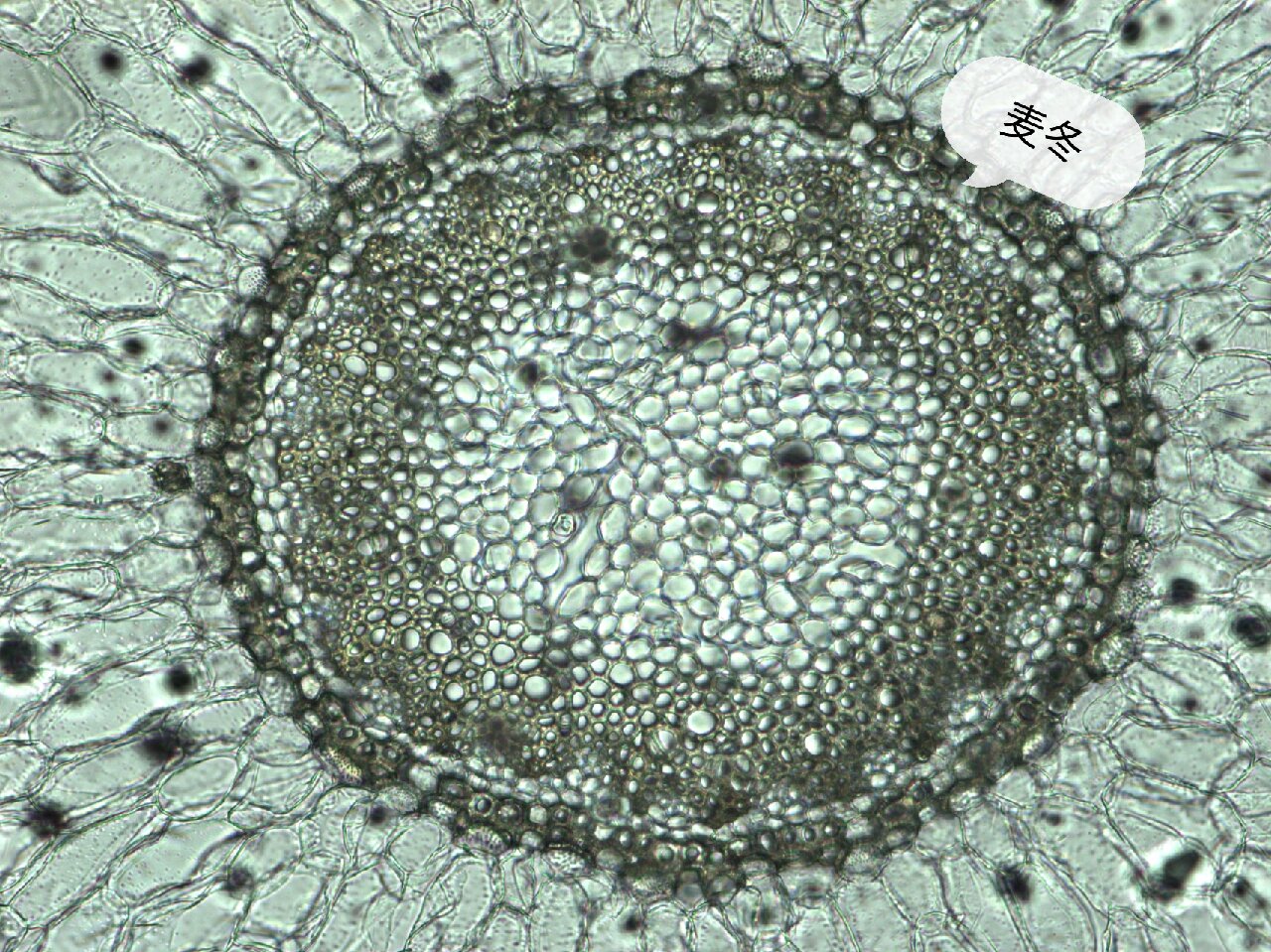 麦冬横切面显微图手绘图片