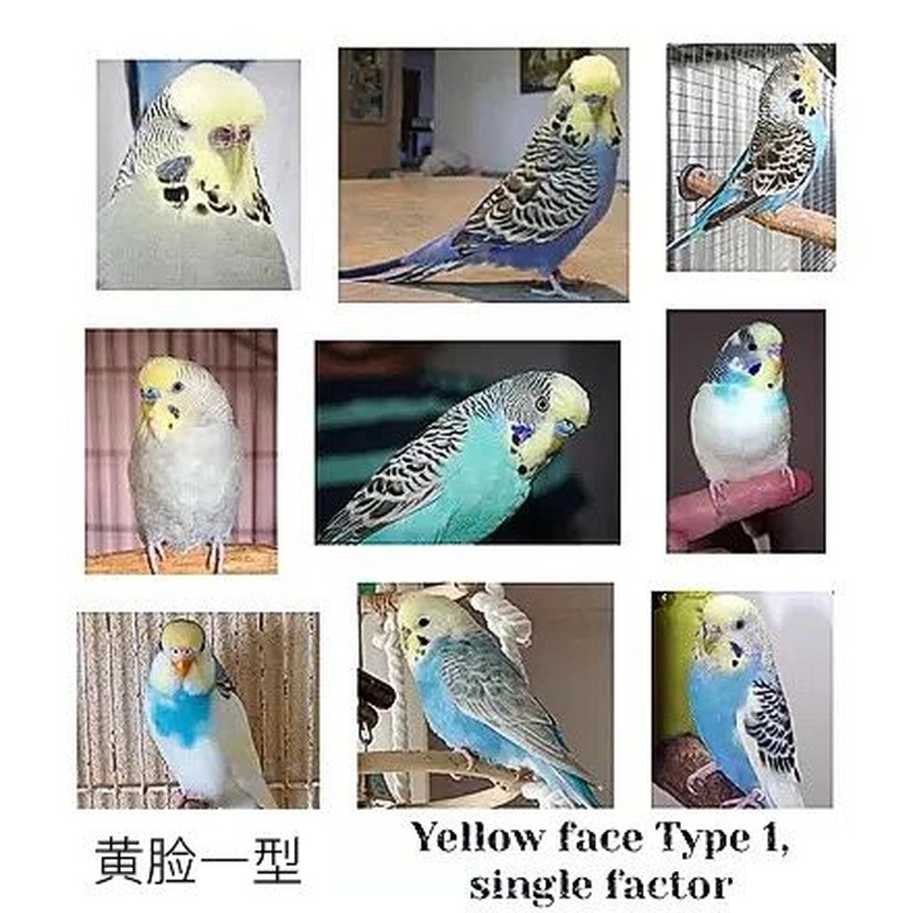 虎皮鹦鹉基因原理 - 黄脸一型 这是一种以白色为基色的变异色(比如