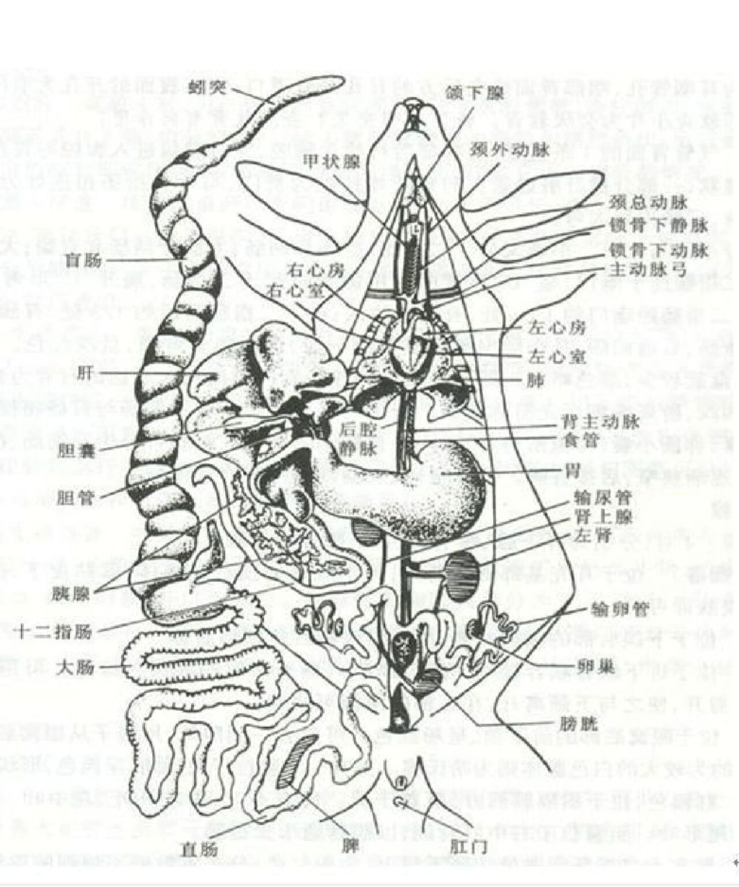 长骨 短骨图片