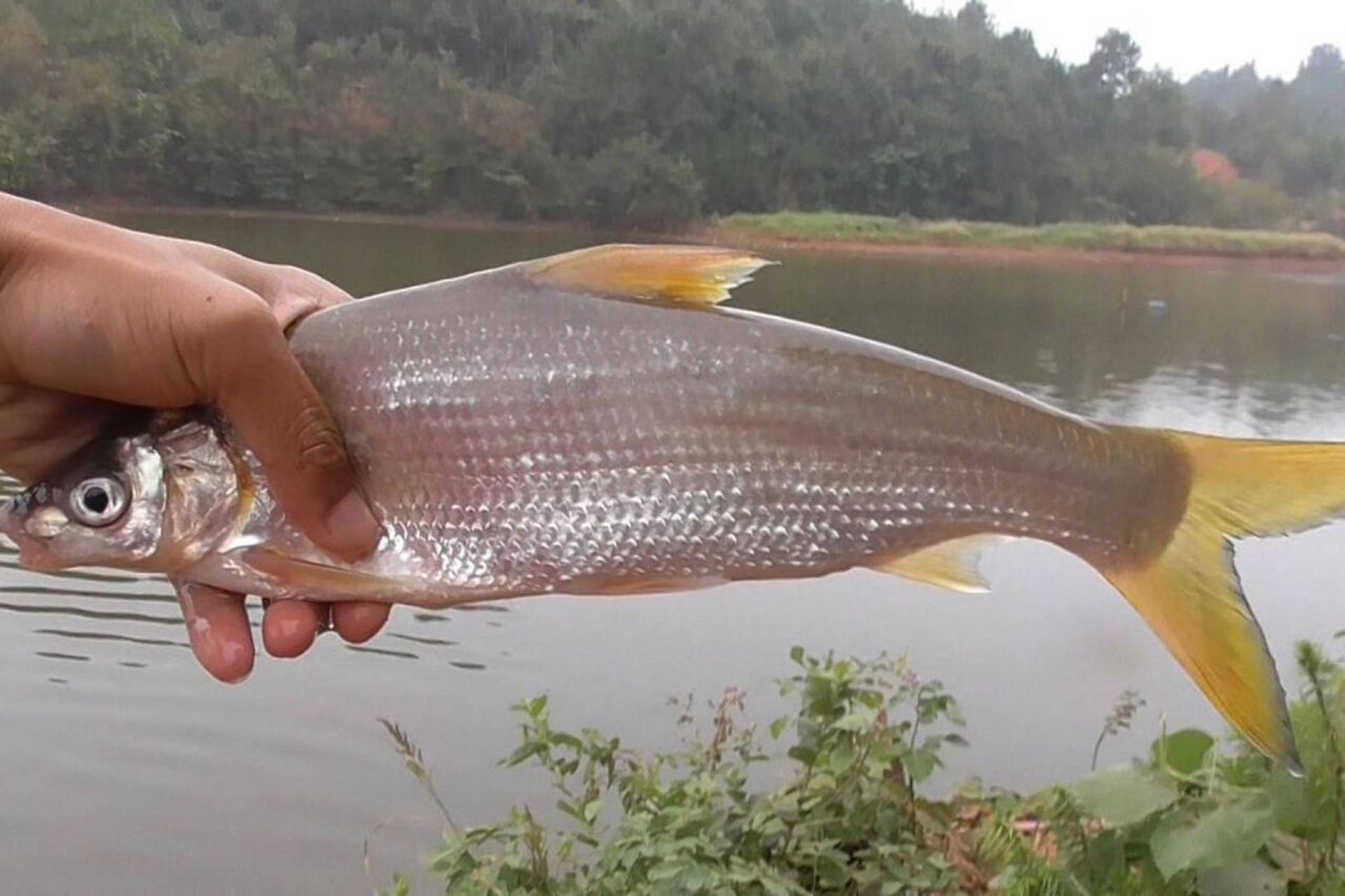 钓黄尾鱼的窝料和钓饵,鱼饵选对才能连竿 黄尾鱼又名黄尾鲴,学名为鲴