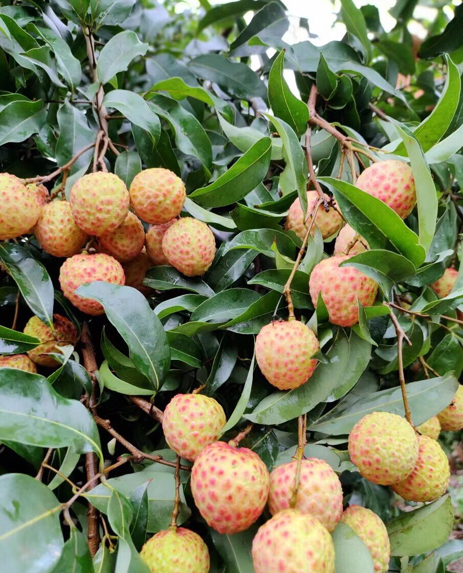 观音绿荔枝,尝鲜体验