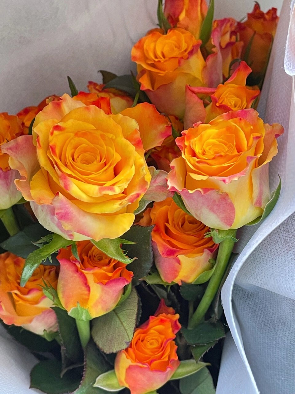 玫瑰届的温柔一姐金色海岸玫瑰97温暖且热烈 92 金色海岸的花瓣是