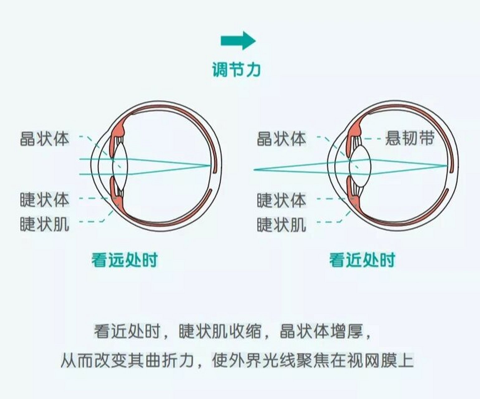 什么是晶体厚度lt 晶体厚度 lt 晶体是眼球屈光系统