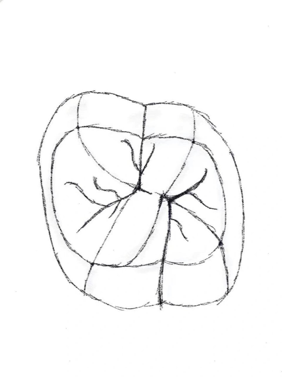 上颌第一磨牙 左侧上颌第一磨牙(牙合 面),我的画图顺序如下 1.