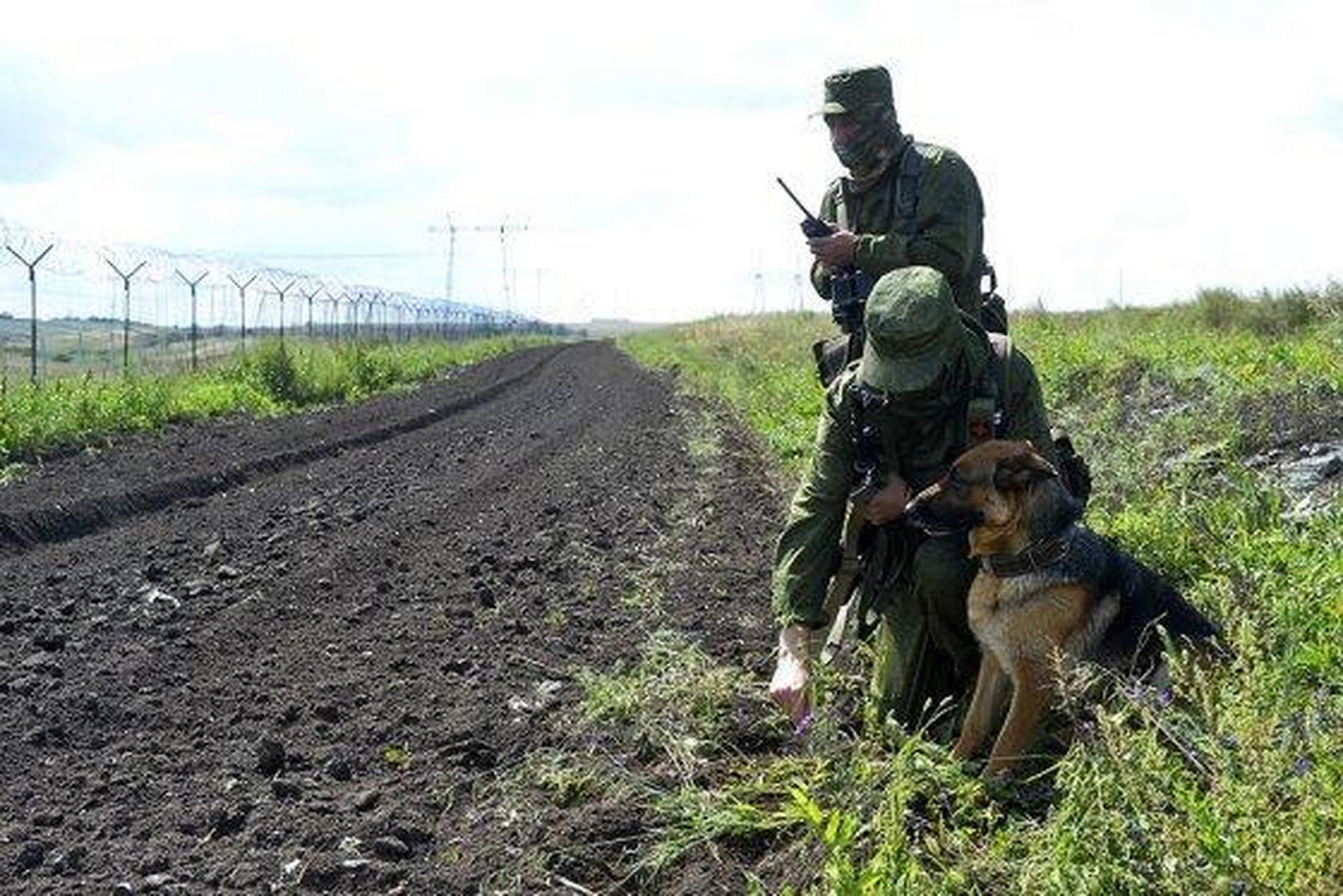 俄罗斯军犬展现探寻无人机的独特能力   在苏联伟大卫国战争的