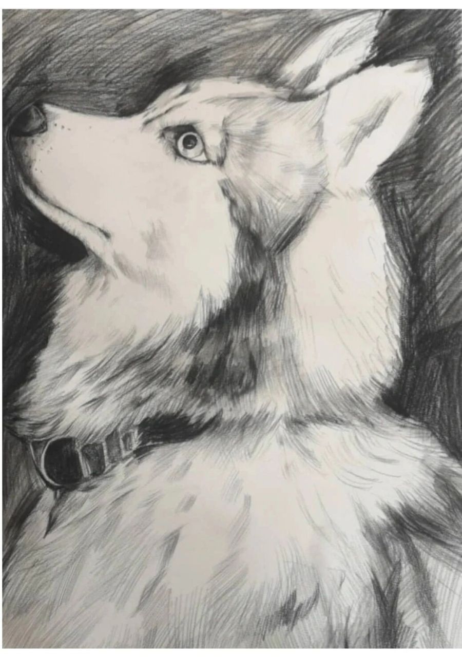 精微素描–哈士奇‖狗【带步骤图】 精微素描哈士奇,哈哈,画了好久也