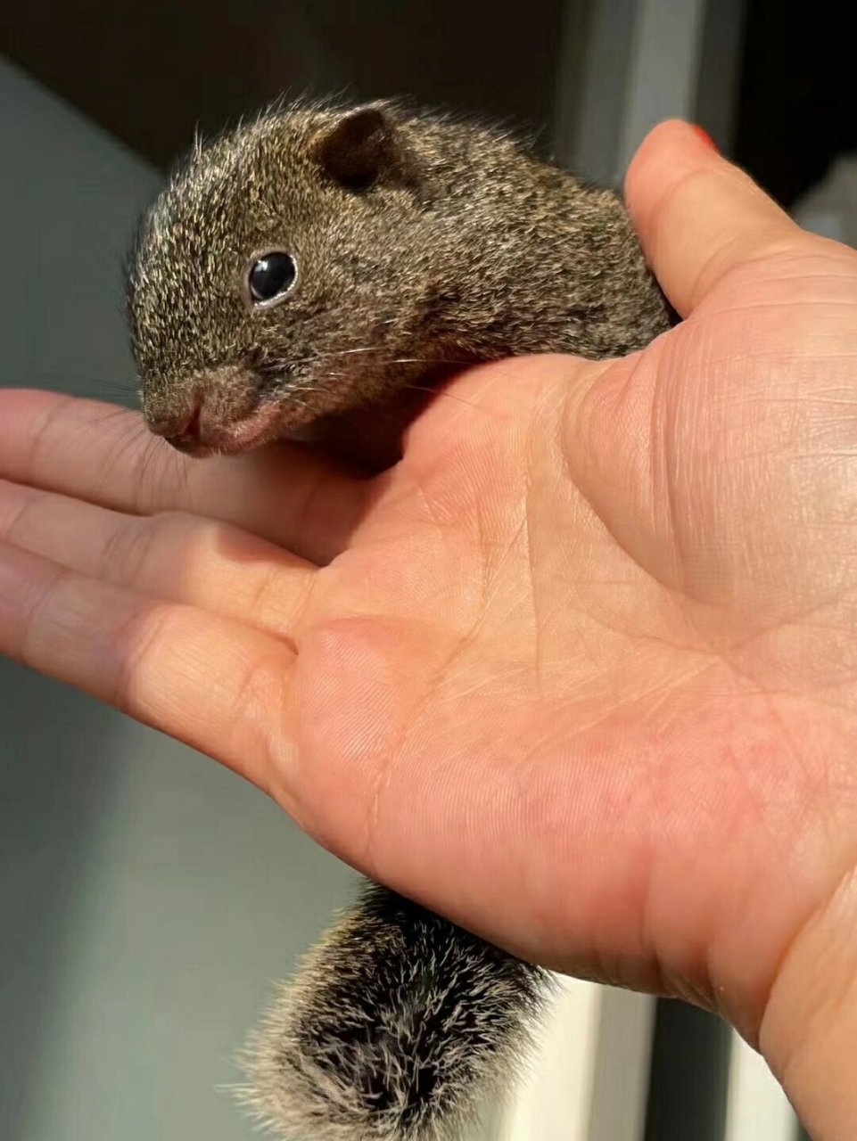 小众小宠红腹松鼠 不悔入的粘人小松鼠-红腹松鼠979797 种类