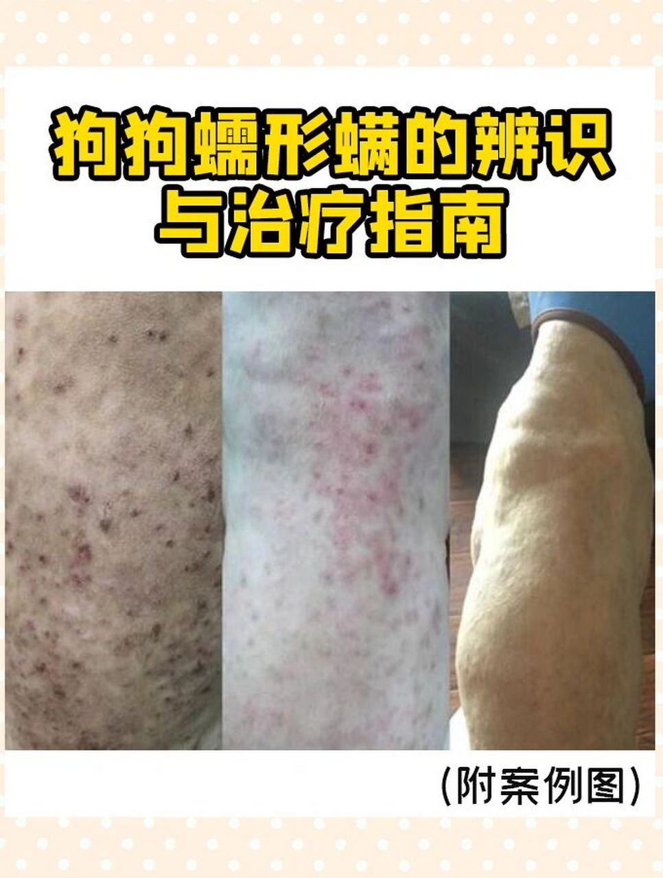 狗狗蠕形螨的辨识与治疗指南(附案例图) 96狗狗蠕形螨是一种常见且