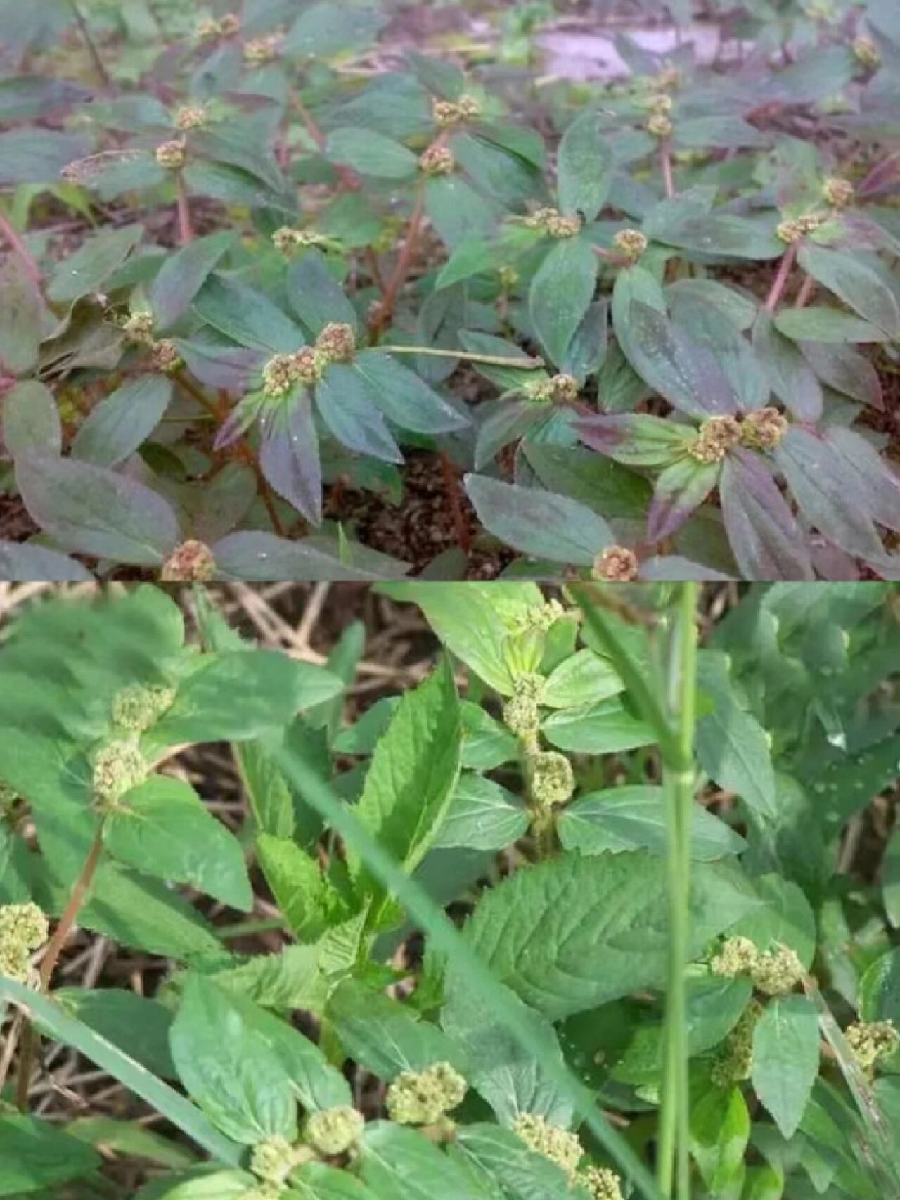 每天认识一种中草药【飞扬草】90