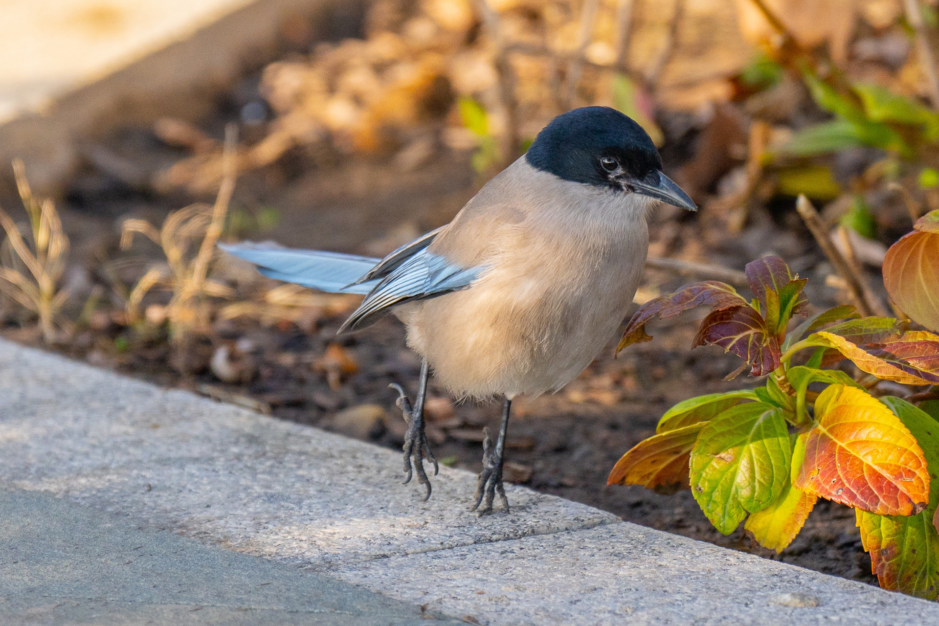 喜鹊 图1:仰望 图2:要迟到了 图3:飞跃