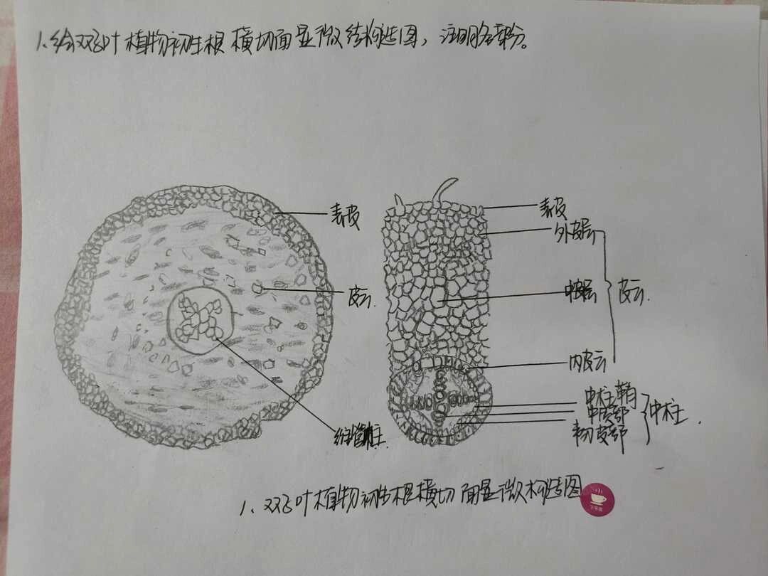 双子叶植物初生根横切面显微构造图