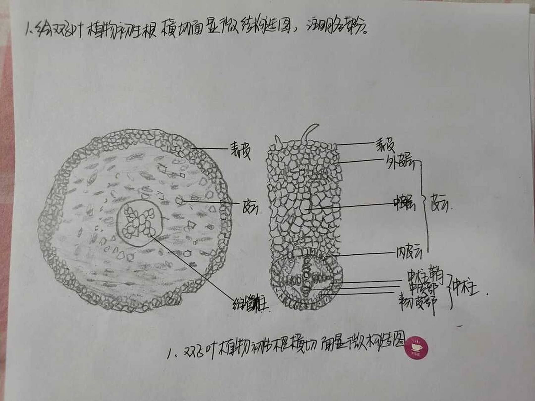 双子叶植物初生根横切面显微构造图 药学药用植物与生药学的实验结构