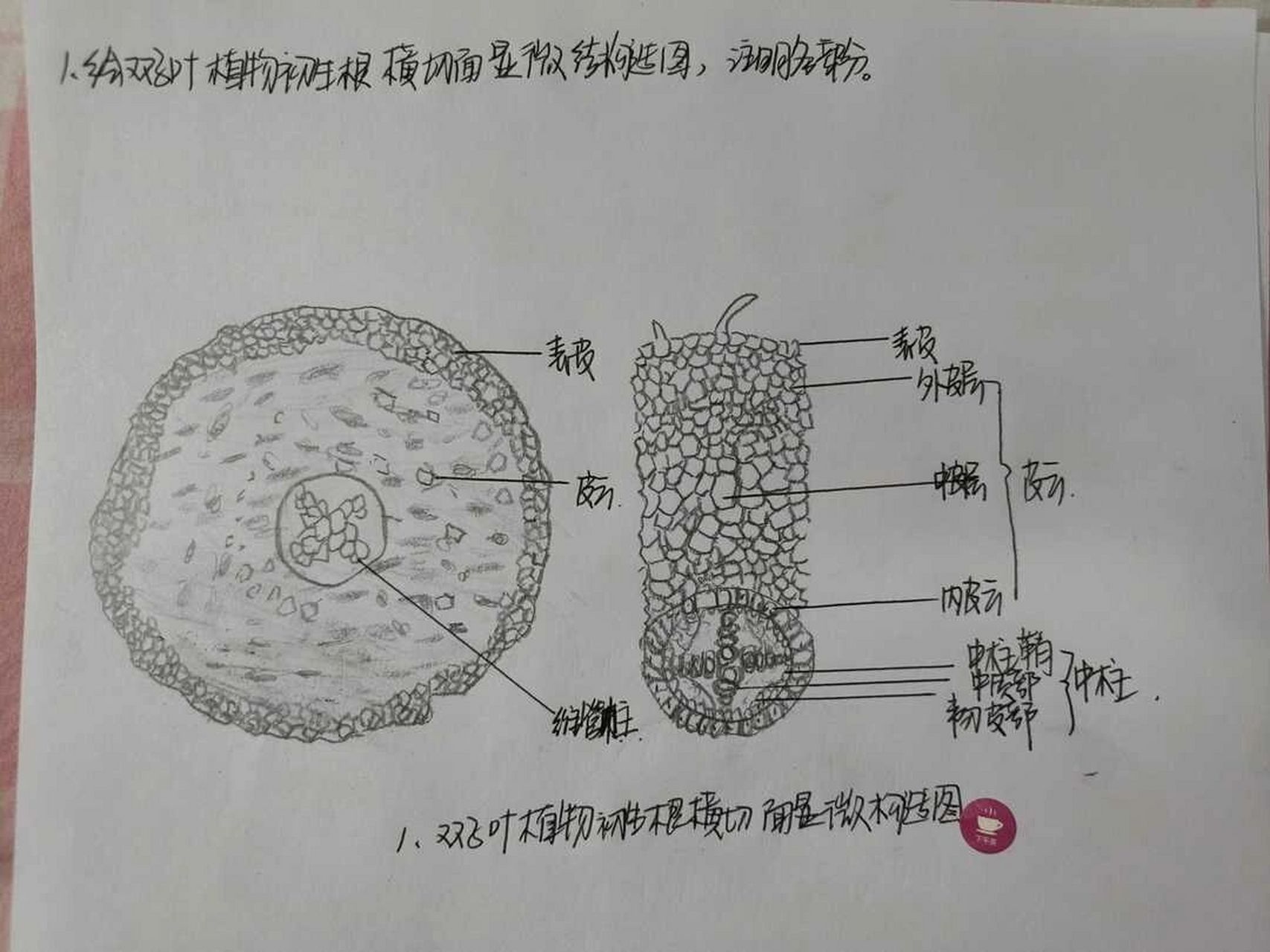 植物根部细胞结构图图片